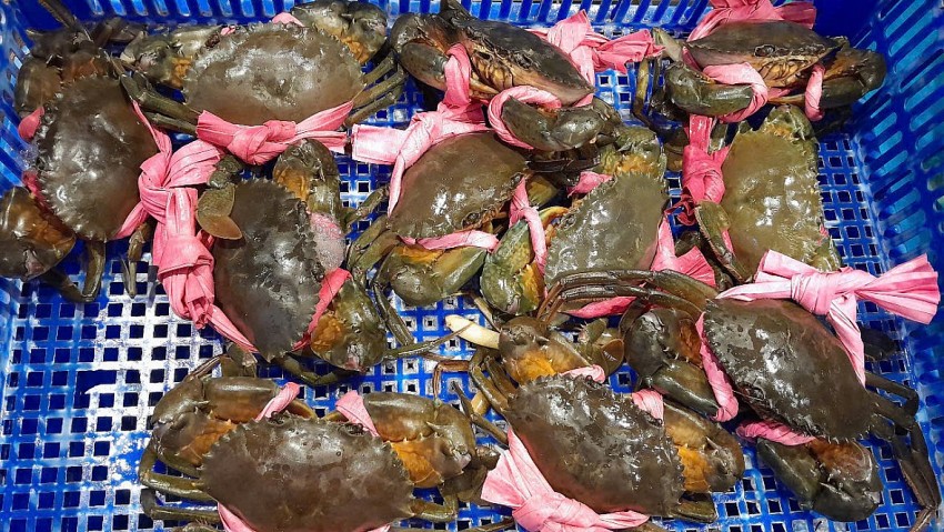 Xuất khẩu cua ghẹ và giáp xác khác của Việt Nam đang có xu hướng chậm lại Xuất khẩu cua ghẹ