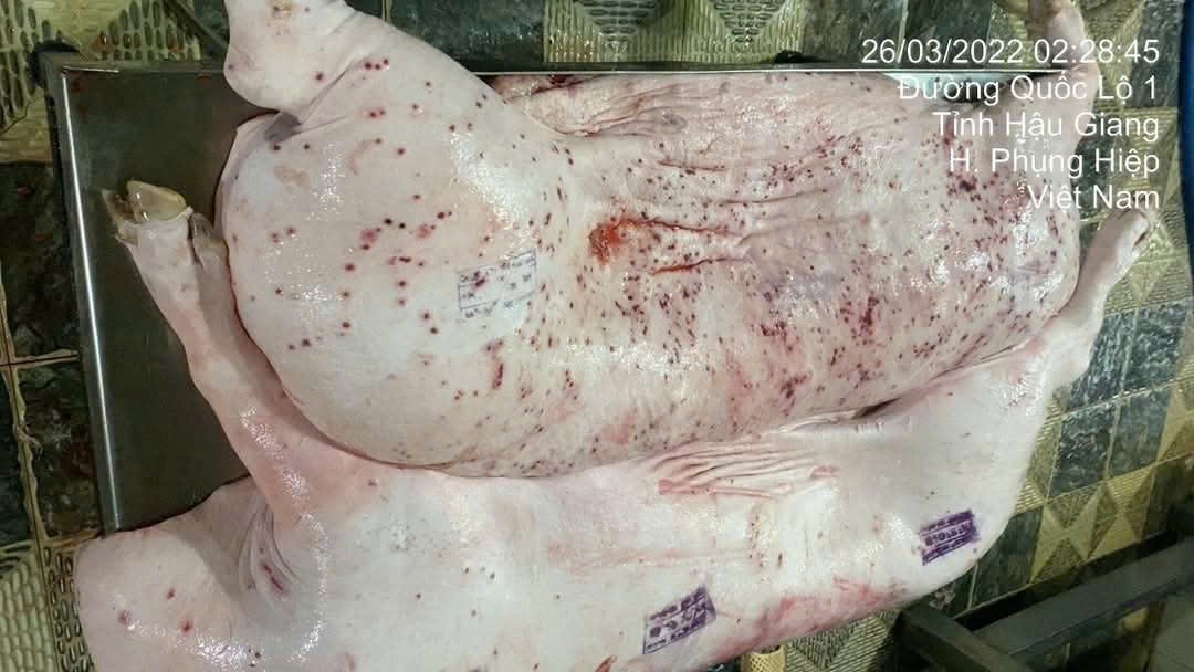 Hình ảnh lợn bị bệnh nhưng vẫn được đóng dấu cho phép lưu hành 