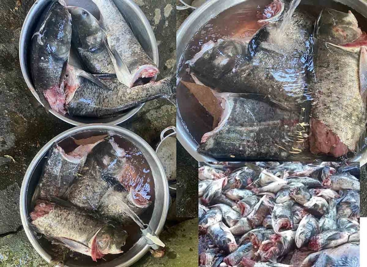 Những con cá bị tuabin thủy điện chặt đứt đầu, đứt thân.