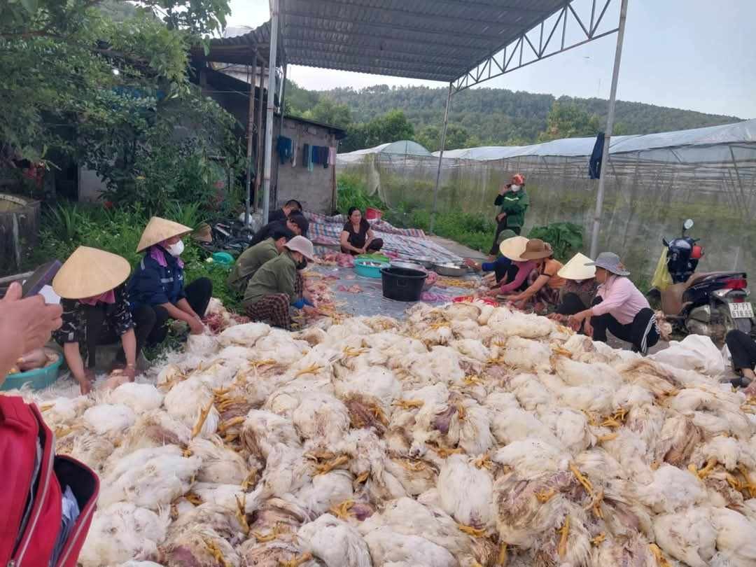 Người dân hỗ trợ thu mua, làm thịt giúp chủ trang trại.