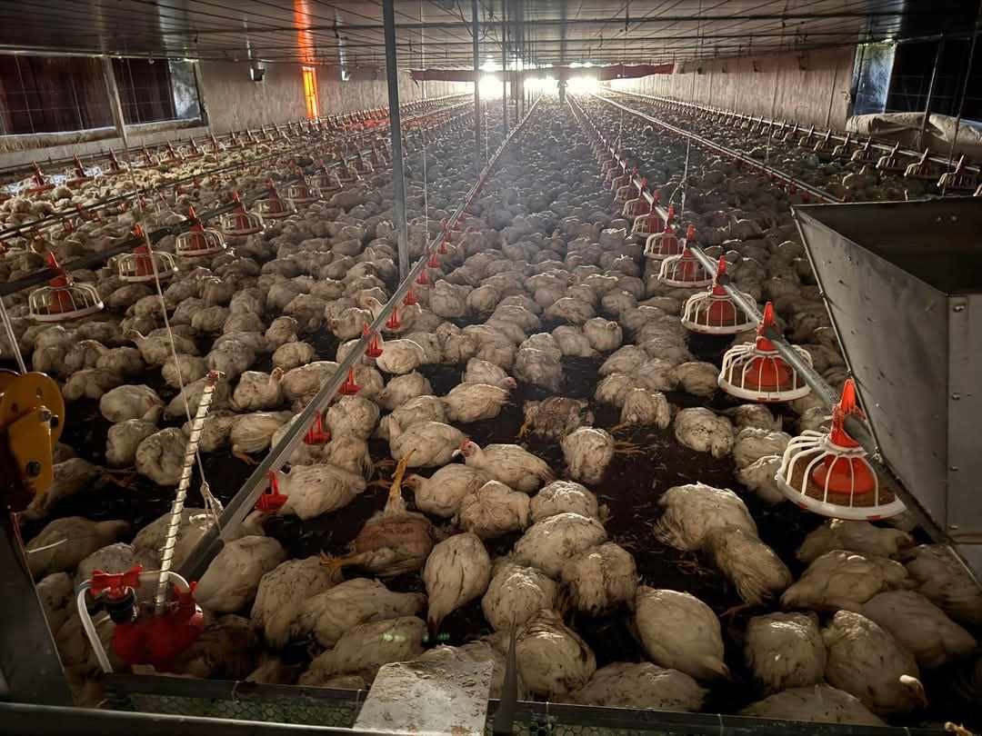 Hơn 10.000 con gà bị chết ngạt.