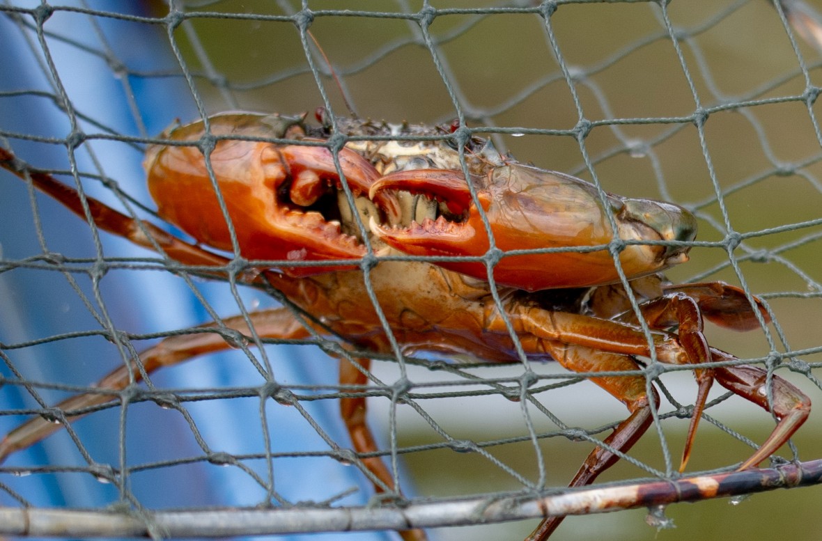 Cà Mau đặt ra nhiều mục tiêu và giải pháp để phát triển ngành hàng cua Cà Mau đặt ra nhiều mục tiêu và giải pháp để phát triển ngành hàng cua