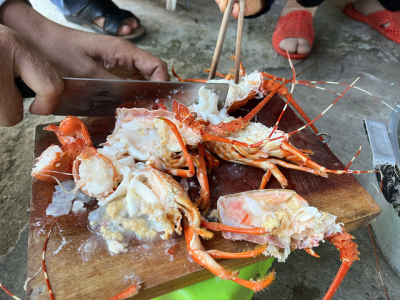 Những con tôm hùm chết được bơm tạp chất thạch rau câu