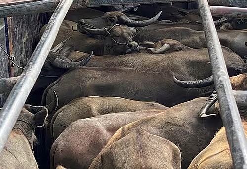 Lực lượng chức năng đã lập biên bản, tạm giữ phương tiện cùng 29 con trâu để làm rõ.