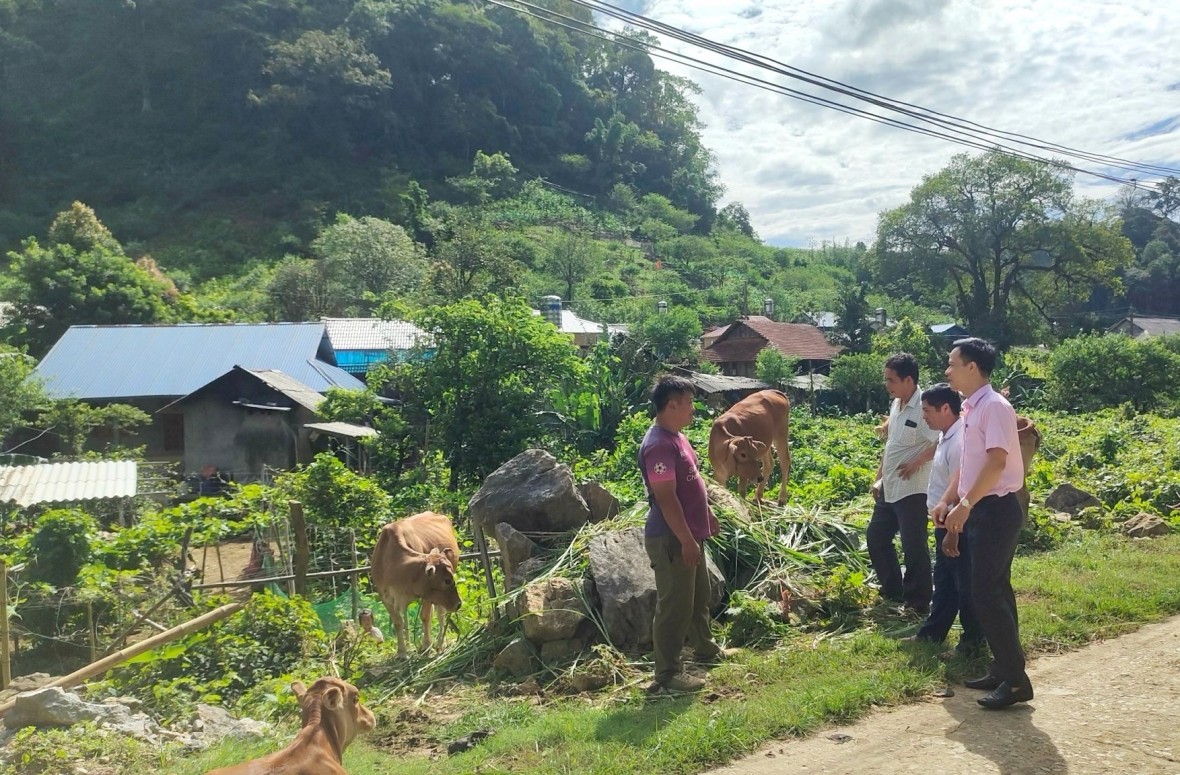  Các hộ gia đình nghèo, cận nghèo trên địa bàn huyện Đà Bắc được hỗ trợ sản xuất từ Chương trình giảm nghèo với mô hình sản xuất chăn nuôi dê