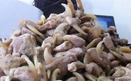 Móng vuốt sư tử - Ảnh minh họa.