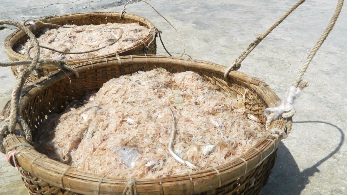 Thu tiền triệu từ nghề đánh bắt moi