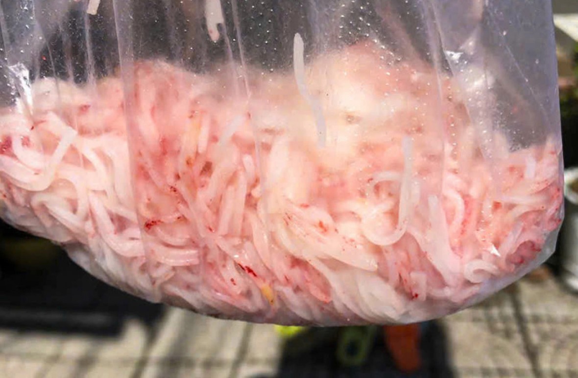 Bún đổi màu đỏ ở Đà Nẵng: Lời cảnh báo an toàn thực phẩm