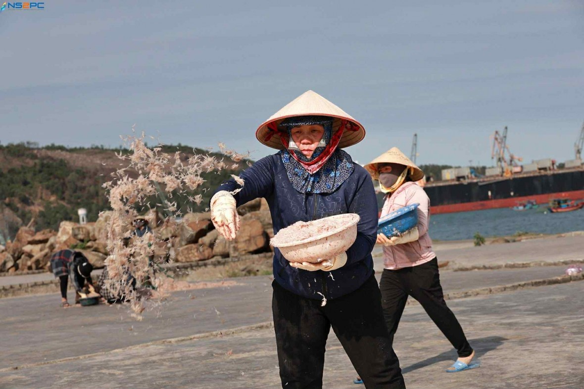 Nghi Sơn mùa phơi ruốc – Nơi giọt mồ hôi hoà cùng nụ cười biển cả