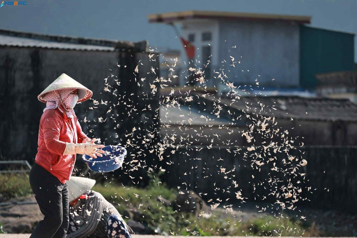 Nghi Sơn mùa phơi ruốc – Nơi giọt mồ hôi hoà cùng nụ cười biển cả
