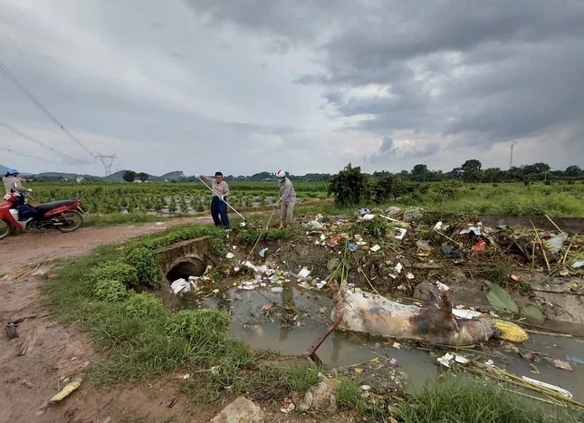 Xác lợn chết xuất hiện nhiều khu vực ảnh hưởng nghiêm trọng đến môi trường