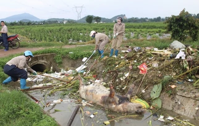 Xác lợn chết xuất hiện nhiều khu vực ảnh hưởng nghiêm trọng đến môi trường