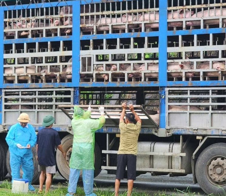 Xe tải chở 190 con lợn nhiễm dịch tả châu Phi vừa bị cơ quan chức năng phát hiện.