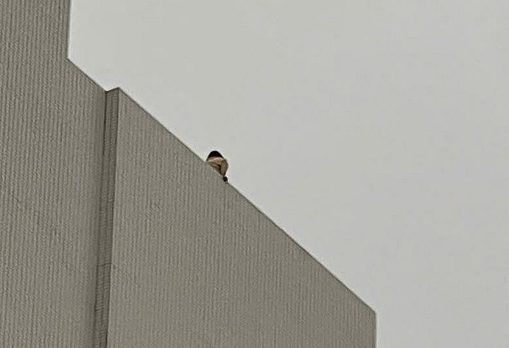 Giải cứu thành công người phụ nữ cố thủ trên nóc nhà bệnh viện Bạch Mai