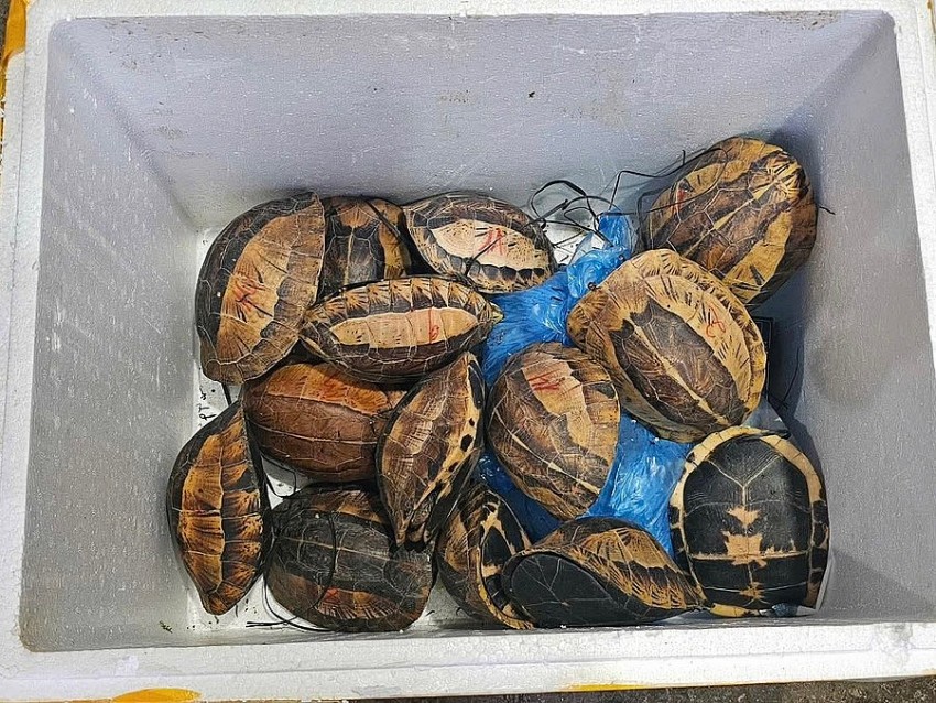 Khởi tố đối tượng buôn bán 15 cá thể rùa quý hiếm tại Tuyên Quang Khởi tố đối tượng buôn bán 15 cá thể rùa quý hiếm tại Tuyên Quang