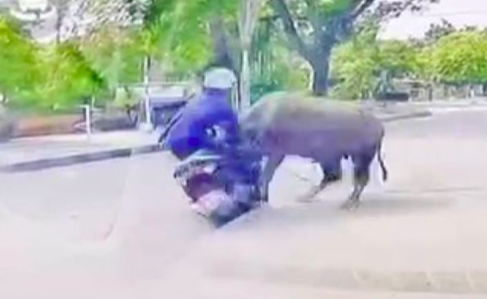 Hình ảnh người phụ nữ bị trâu húc.