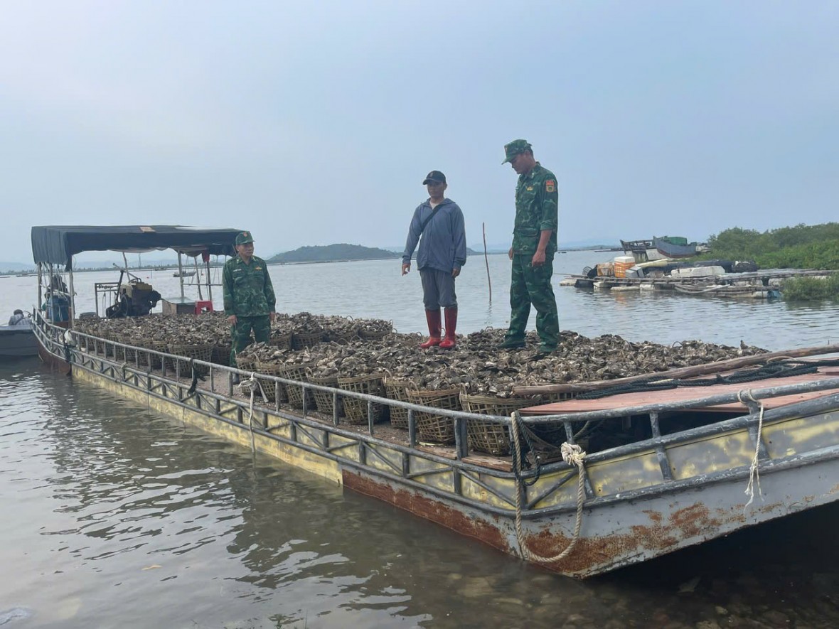 Phát hiện 4 tấn hàu từ Trung Quốc về Việt Nam bằng bè không biển số