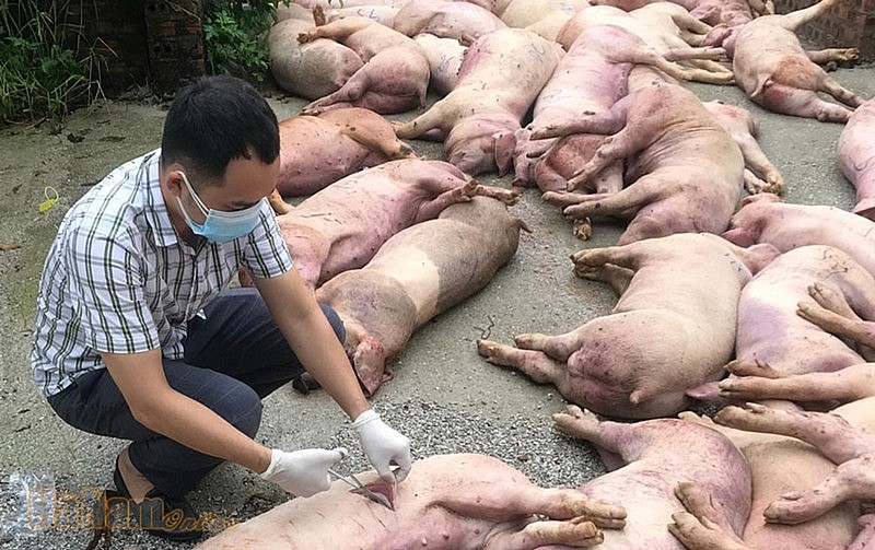 Công điện của Thủ tướng Chính phủ về phòng, chống bệnh Dịch tả lợn Châu Phi