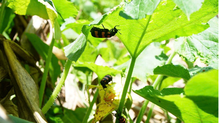 Người đàn ông tử vong sau bữa cơm với món sâu lạ rang bắt ở vườn