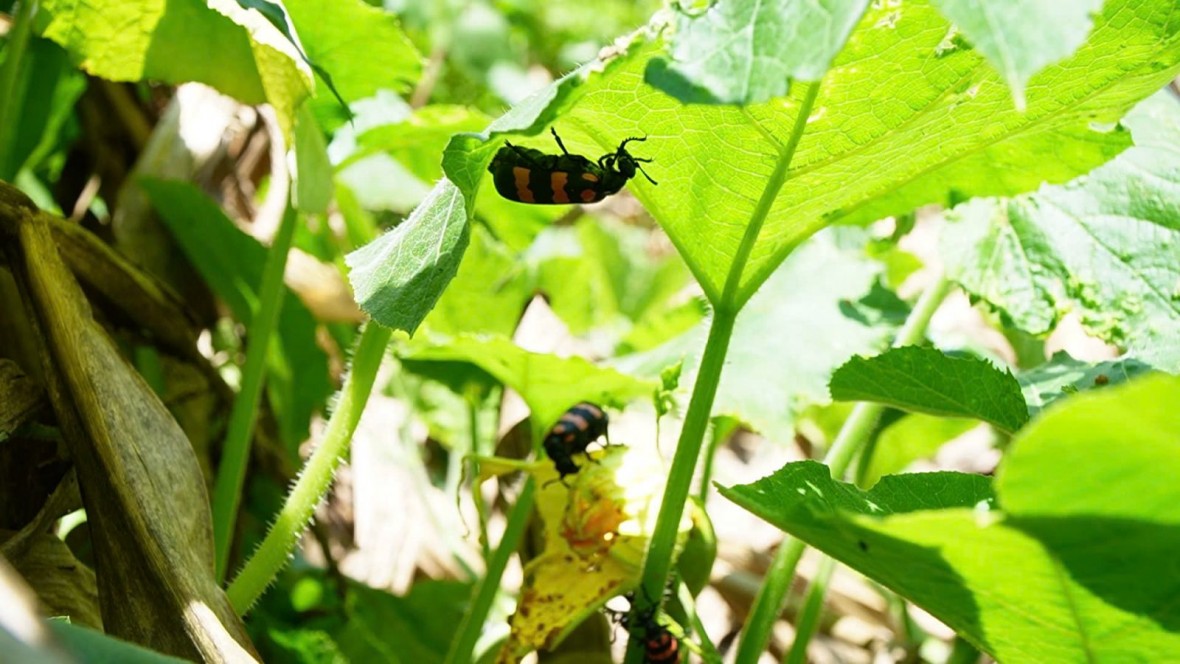 Người đàn ông ở Lào Cai tử vong sau 2 ngày ăn sâu bọ