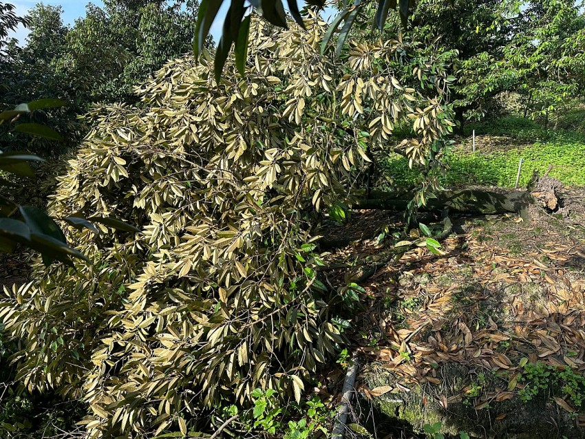 Đồng Tháp: Giông lốc gây thiệt hại hơn 2,2 tỷ đồng, 104 căn nhà bị ảnh hưởng