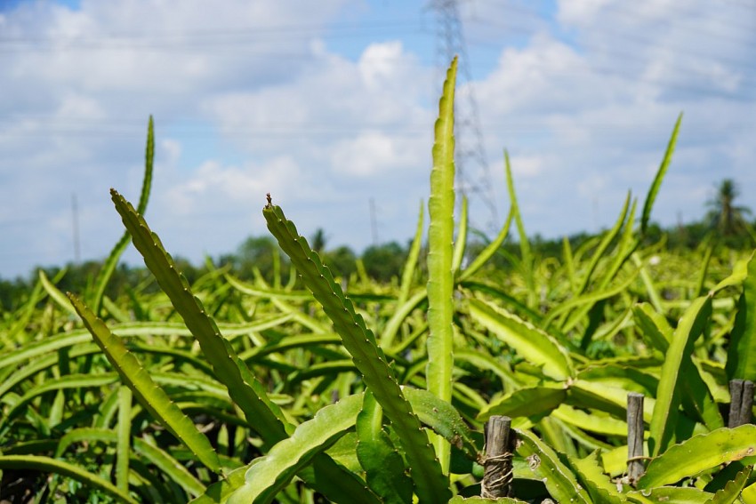 Nông sản Việt ứng phó biến đổi khí hậu từ gốc: Bắt đầu từ giống cây trồng Nông sản Việt ứng phó biến đổi khí hậu từ gốc: Bắt đầu từ giống cây trồng