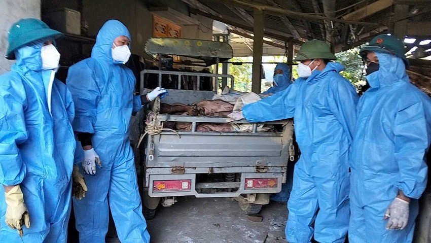Tuyên Quang xem xét trách nhiệm lãnh đạo xã, phường để người dân tự ý vứt xác lợn