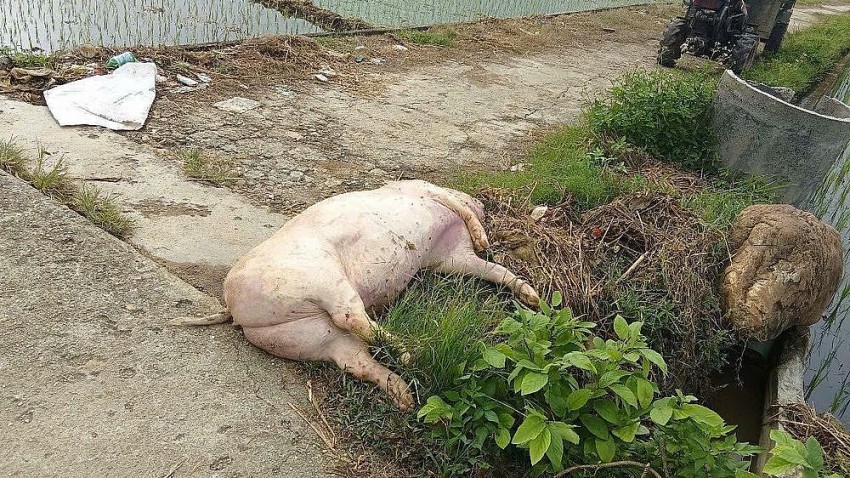 Vứt xác lợn chết ra đường, người phụ nữ ở Tuyên Quang bị xử lý