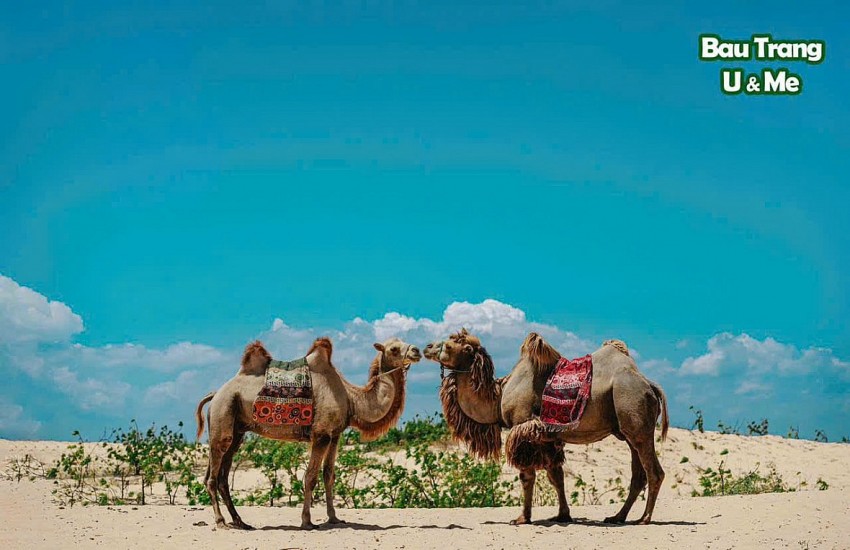 U&Me Bàu Trắng đồng hành cùng bộ phim “Song Hỷ Lâm Nguy” – Cú bắt tay ấn tượng quảng bá du lịch Lâm Đồng