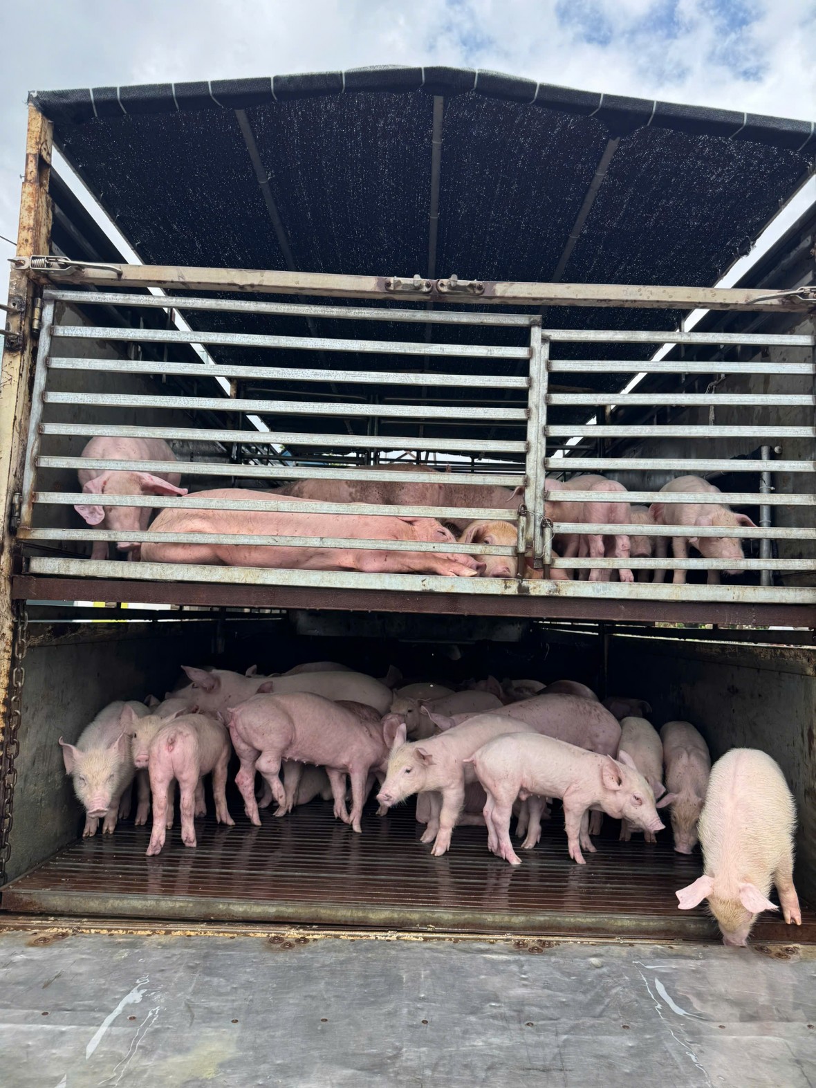 Dùng xe chở rau củ quả vận chuyển 97 con heo mắc dịch tả châu Phi