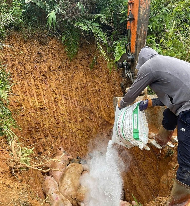 5 tài xế vận chuyển lợn chưa được kiểm dịch ở Cao Bằng bị xử phạt 5 tài xế vận chuyển lợn chưa được kiểm dịch ở Cao Bằng bị xử phạt