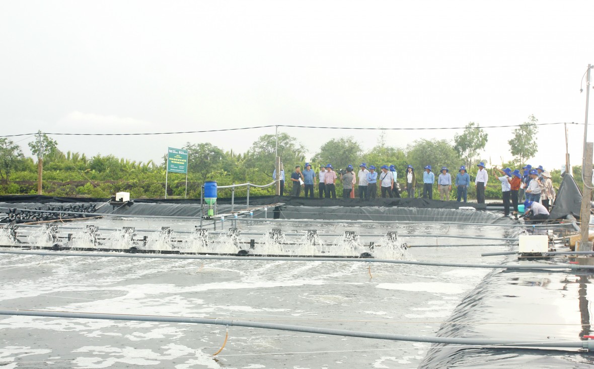 Cà Mau triển khai Dự án Phát triển thủy sản bền vững tổng vốn đầu tư 536 tỷ đồng Cà Mau triển khai Dự án Phát triển thủy sản bền vững tổng vốn đầu tư 536 tỷ đồng