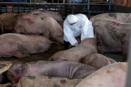 Tăng cường các giải pháp phòng, chống dịch tả lợn Châu Phi tại Thủ đô. (Ảnh minh hoạ)