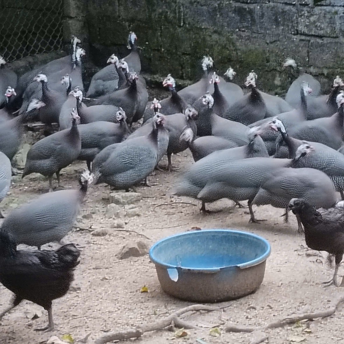 Góc nhìn pháp lý về vụ án “Gà lôi trắng”