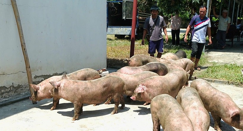 Cao Bằng: Phát hiện nhiều xe tải chở lợn không rõ nguồn gốc đi tiêu thụ