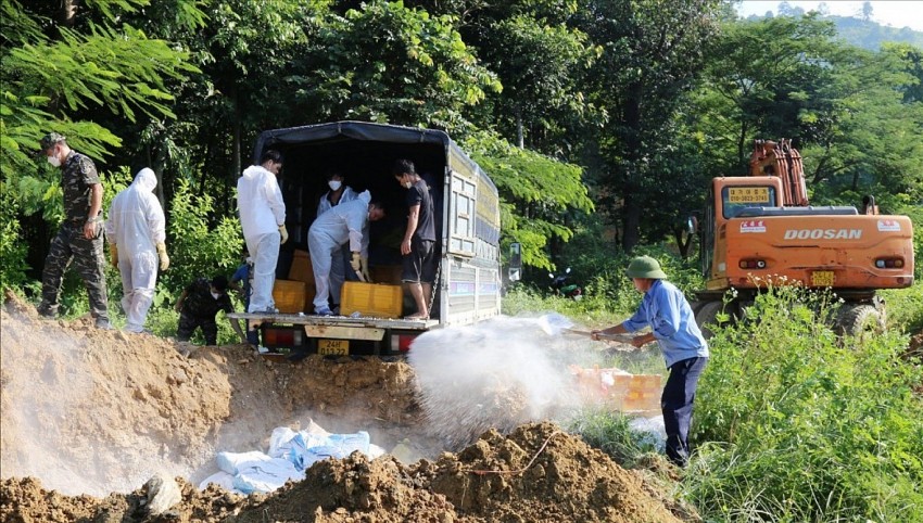 Lào Cai tiêu hủy hơn 10 tấn thực phẩm đông lạnh nhập lậu Lào Cai tiêu hủy hơn 10 tấn thực phẩm đông lạnh nhập lậu