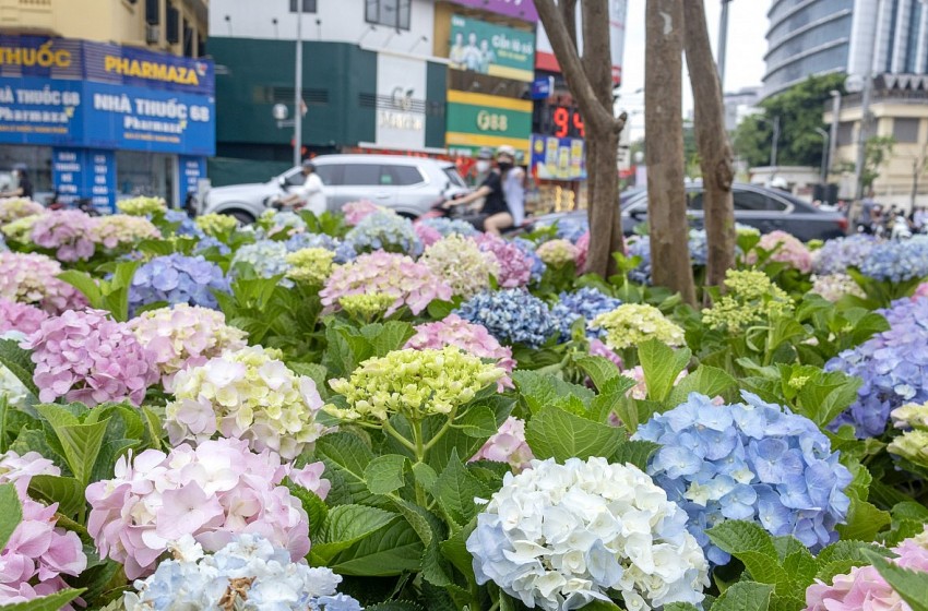 Không khí mừng Quốc khánh 2/9 lan tỏa khắp phố phường Hà Nội Không khí mừng Quốc khánh 2/9 lan tỏa khắp phố phường Hà Nội