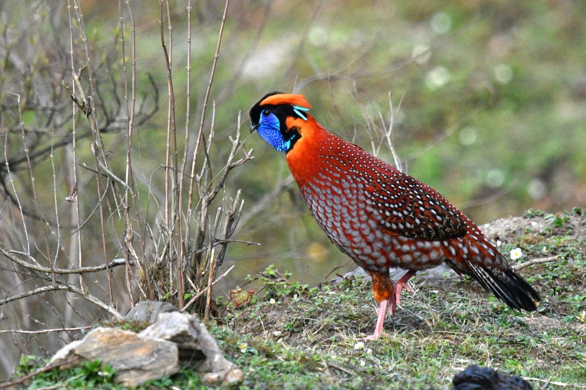 Được tặng, nuôi chơi động vật thuộc danh mục quý hiếm: Coi chừng phạm tội!
