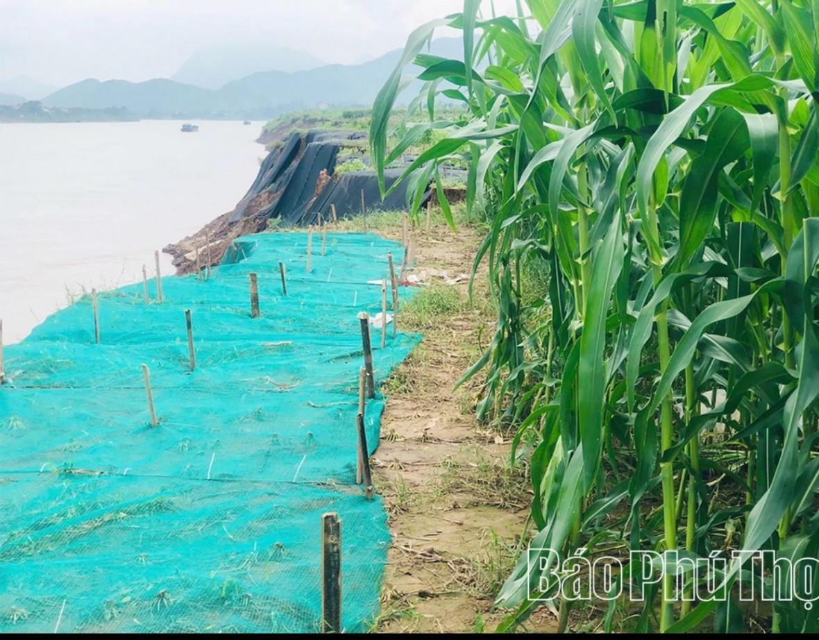 Ảnh: Báo Phú Thọ