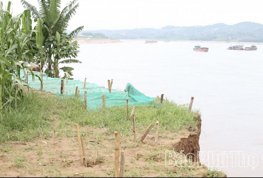 Ảnh: Báo Phú Thọ