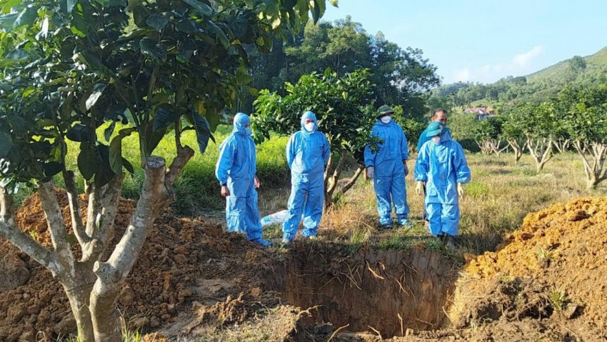Tuyên Quang siết chặt quản lý trước tình hình dịch tả lợn châu Phi lan rộng