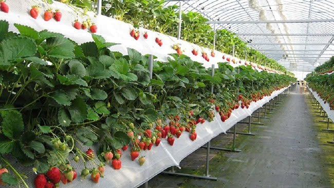 Cảnh giác chiêu trò “vườn dâu tự hái” ở Đà Lạt