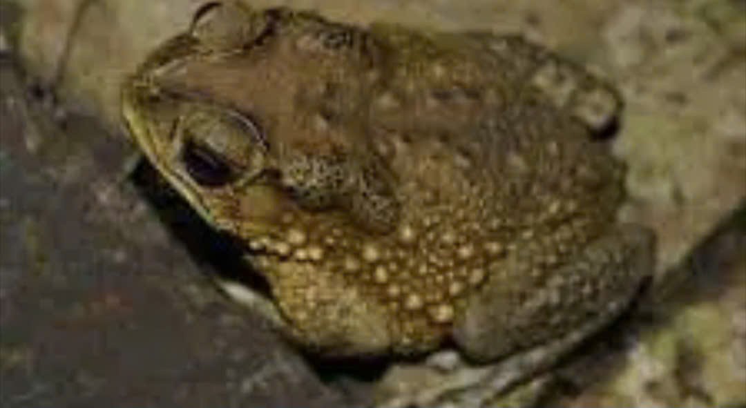 Sau khi ăn thịt cóc, 9 học sinh ở Gia Lai nhập viện cấp cứu