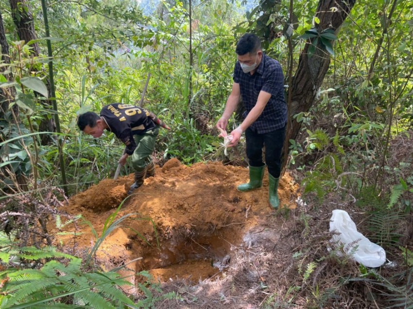 Lào Cai tiêu hủy gần 10.000 con lợn bị dịch tả lợn châu Phi