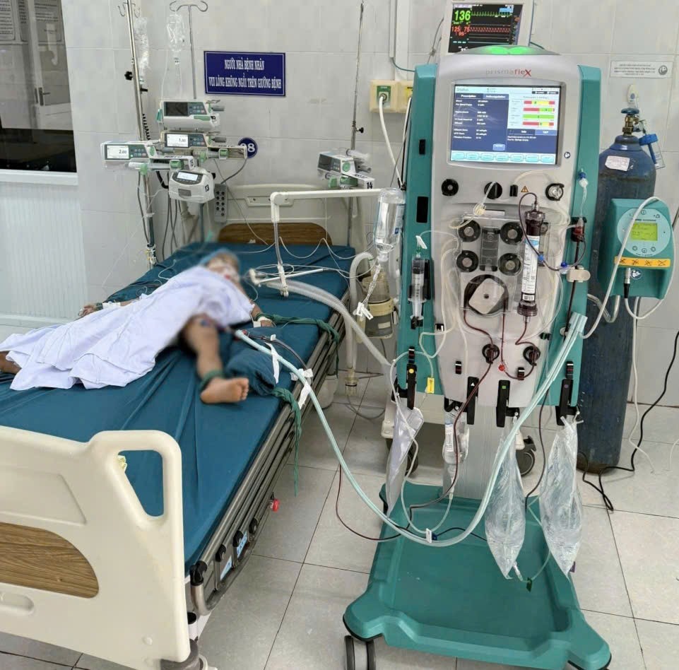 3 cháu bé ở Gia Lai thương vong sau khi bị ong vò vẽ đốt