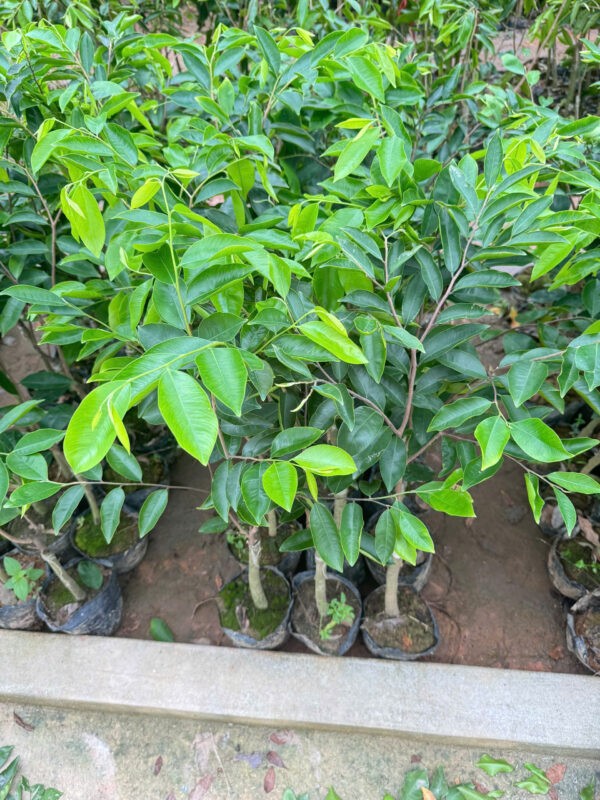 Cục Lâm nghiệp và Kiểm lâm cảnh báo về cây ngoại lai “Kỳ Hải Nam”