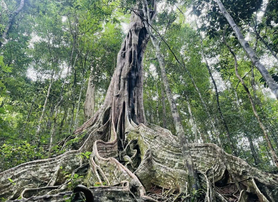 6 cây đa ở VQG Kon Ka Kinh, Gia Lai được công nhận là Cây Di sản Việt Nam