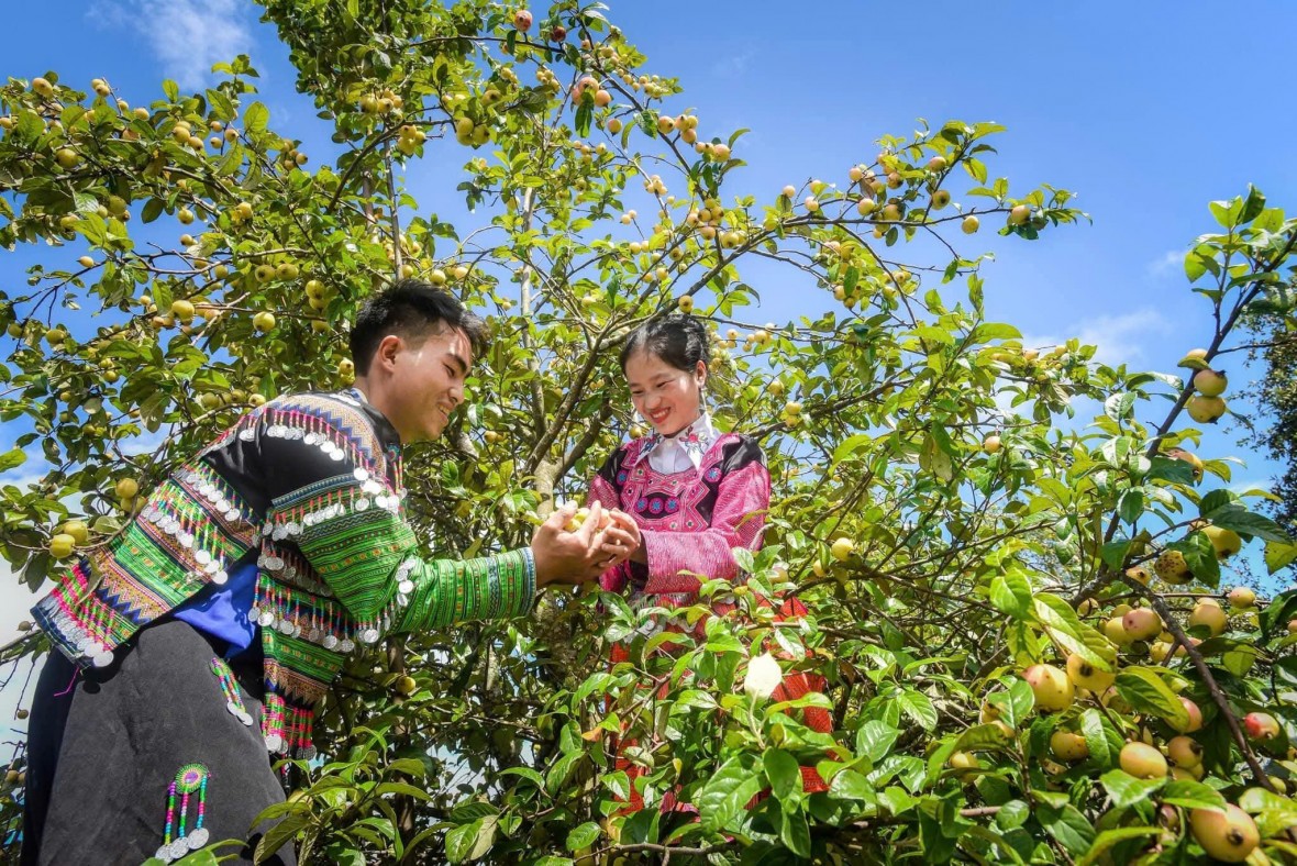 Khát vọng đưa quả táo mèo Nậm Nghẹp thành “mỏ vàng” cho vùng đất Ngọc Chiến