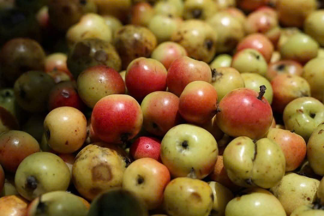 Khát vọng đưa quả táo mèo Nậm Nghẹp thành “mỏ vàng” cho vùng đất Ngọc Chiến