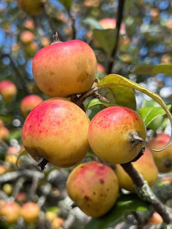 Khát vọng đưa quả táo mèo Nậm Nghẹp thành “mỏ vàng” cho vùng đất Ngọc Chiến